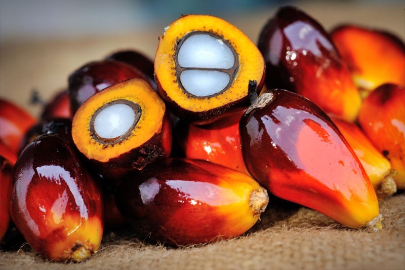 oil-palm-staple