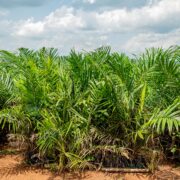 Fayus Nigeria Ltd. Oil Palm Plantation